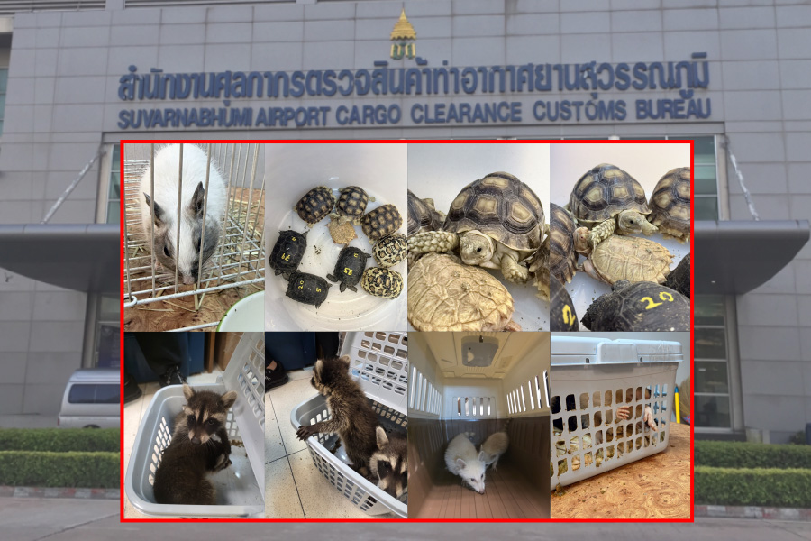 กรมศุลฯผนึกกรมอุทธยานฯ จับ ‘หญิงอินเดีย’ ลอบขนสัตว์ป่าออกนอกประเทศ